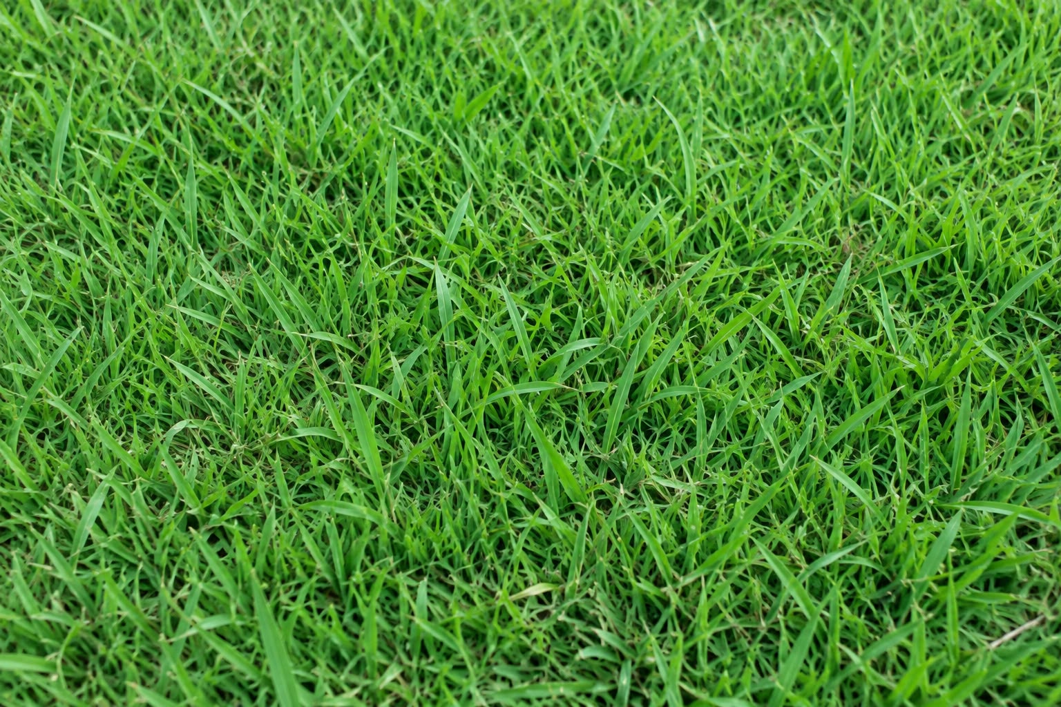 Rumput Biasa