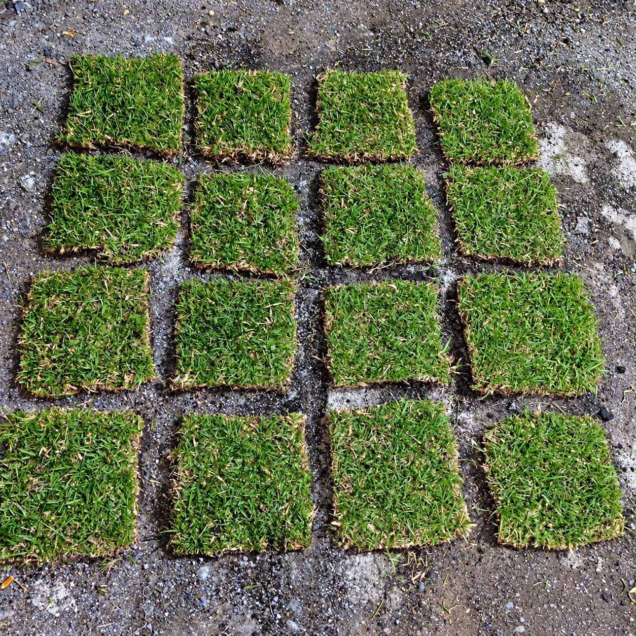 Rumput Jepang